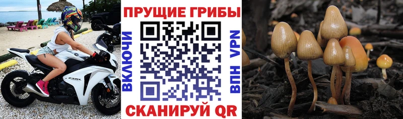 Псилоцибиновые грибы мицелий  Жуковка 